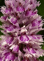 Dactylorhiza fuchsii var. rhodochila